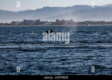 Two Humpback Whales Swimming Off The Eastern Coast Of Australia