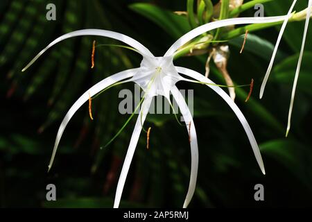 Hakenlilie crinum asiaticum