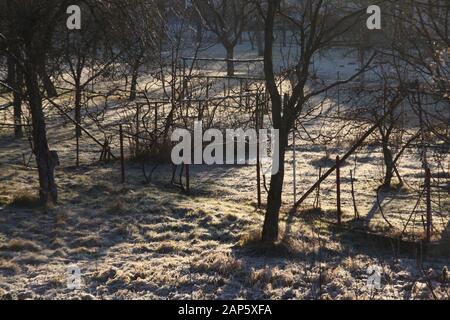 Orchard on frosty sunny winter morning, romantic atmospheric start of a happy day Stock Photo