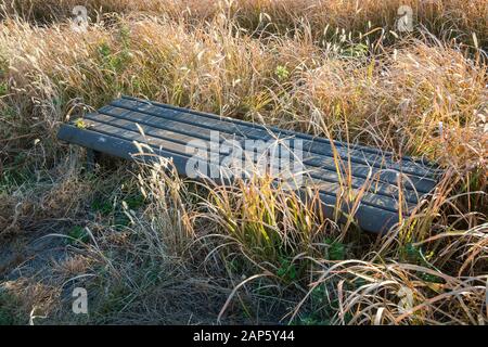 Bench covered by flowers and wild vegetation in a public park in Tokyo, Japan. Stock Photo