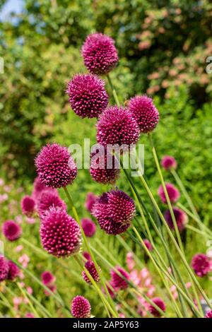 A drift of purple Drumstick alliums, Allium sphaerocephalon, flowering in a English summer garden Stock Photo