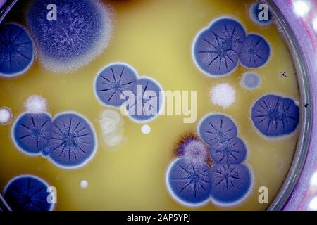 Mold fungal colonies on spoiled food Stock Photo