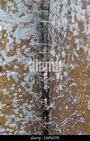 Pachypodium lamerei plant, close up. Stock Photo