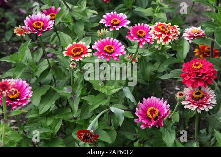 Pink Zinnia plants in full bloom Stock Photo