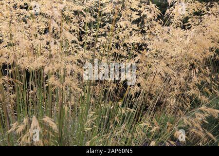 Long grass with seeds Stock Photo