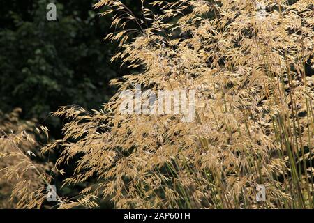 Long grass with seeds Stock Photo
