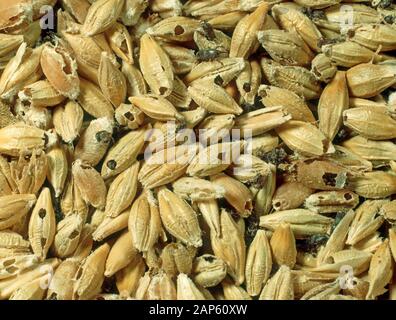 Barley grain weevil (Sitophilus granarius) and severely damaged barley grains from an infested grain store Stock Photo