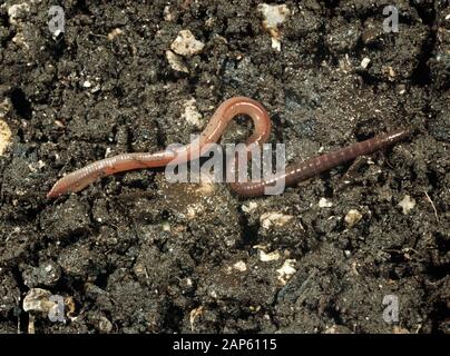 An immature common earthworm (Lumbricus terrestris) moving across the soil surface Stock Photo