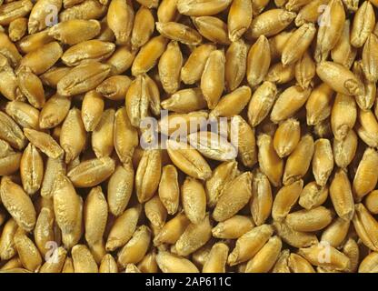 Triticale seed variety Lasko, x Triticosecale, a cereal cross beween wheat (Triticum) and Rye (Secale) Stock Photo