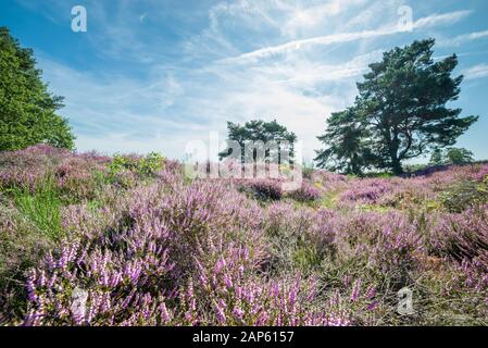 Moor landscape in The Netherlands with purple colored flowering heather and scenic trees Stock Photo