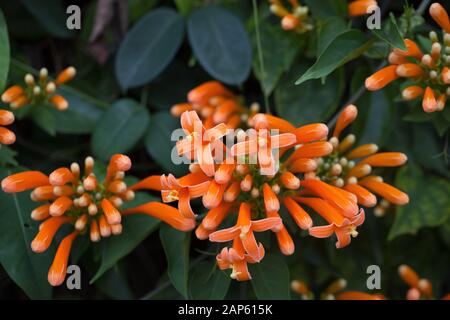 Pyrostegia venusta flowers. Stock Photo