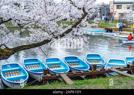 Hirosaki park cherry blossoms matsuri festival in springtime season beautiful morning day. Beauty full bloom pink sakura flowers at west moat. Aomori Stock Photo