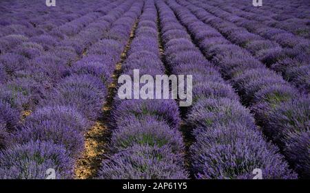 In July the lavender bushes are colored with intense violet Stock Photo