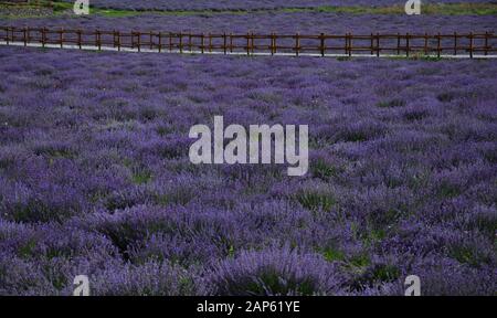 In July the color and the scent of lavender makes summer heat more pleasant Stock Photo