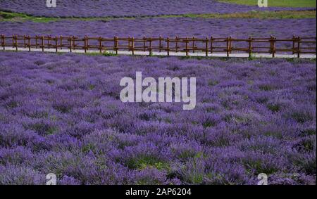In July the color and the scent of lavender makes summer heat more pleasant Stock Photo