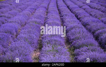 The purple color of the bloom dominates in the neat rows of bushes Stock Photo
