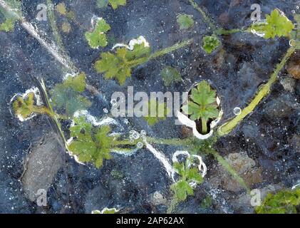 Creeping Buttercup leaves (Ranunculus repens) covered in a sheet of ice except for one Stock Photo