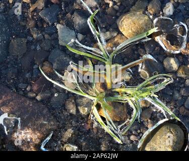Grass shoot under a layer of ice Stock Photo