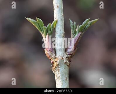 Sambucus nigra buds Stock Photo - Alamy