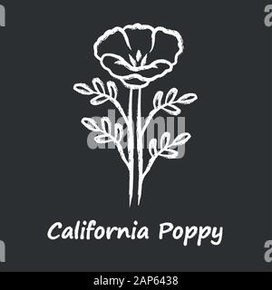 California poppy chalk icon. Papaver rhoeas with name inscription. Corn rose blooming wildflower. Herbaceous plants. Field common poppy. Summer blosso Stock Vector