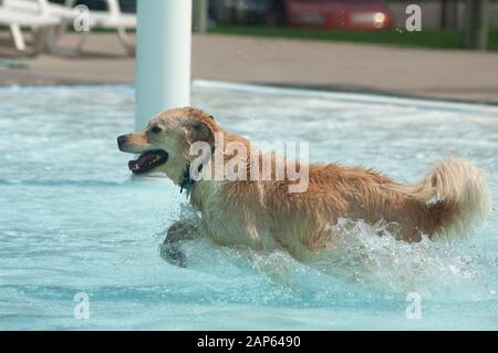 A dog runs through a swimming pool. Stock Photo