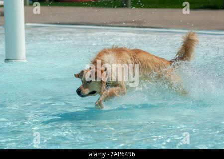 A dog runs through a swimming pool. Stock Photo