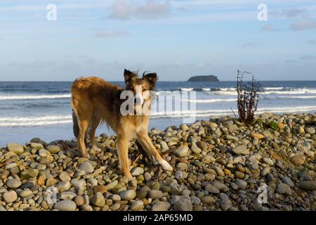 Border collie dog on storm pebble terrace on Pollan Bay, Donegal, Ireland. Sand beach strand and dunes near Ballyliffin village in Inishowen. Summer Stock Photo