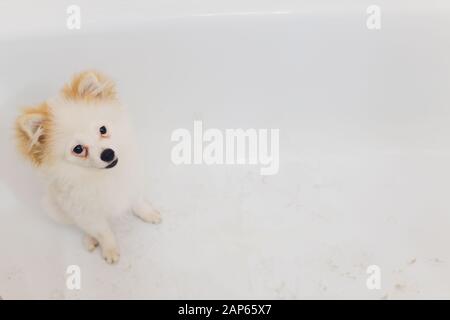 Pomiranian puppy dog washing in the bath Stock Photo