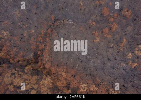 Aerial view of severely burnt Eucalyptus trees after a bushfire in The Blue Mountains Stock Photo