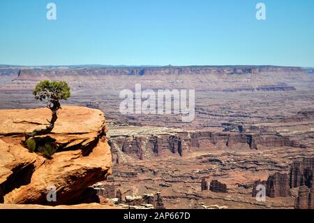 Solitary little juniper tree clinging to the red rock cliff edge at Dead Horse Point State Park in Moab, Utah - USA Stock Photo