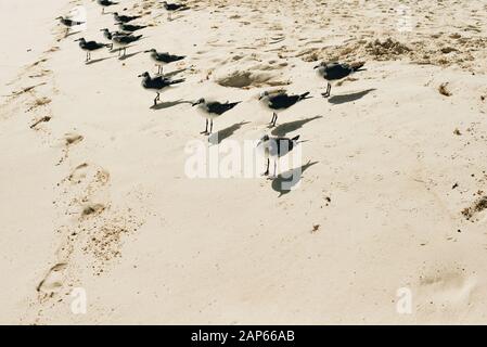 flock of seagull birds walking on water and sand mud in the late afternoon Stock Photo