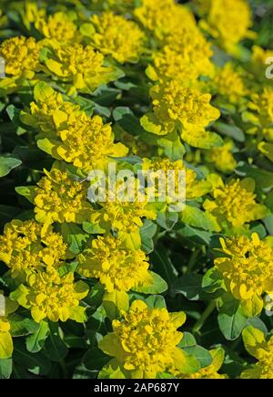 Blooming warts spurge, Euphorbia verrucosa, in spring