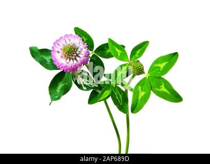 Flower of a red clover with leaves and a stem close-up. Clover flowers isolated on white background. Stock Photo