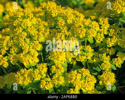 Blooming warts spurge, Euphorbia verrucosa, in spring