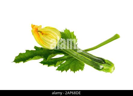 Zucchini or courgettes with flowers Close up. Zucchini (Cucurbita pepo), blossom and leaf isolated on white background. Stock Photo