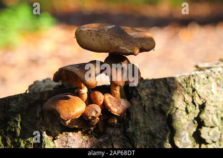 Close up of parasitic fungus (armillaria) on dead tree trunk with blurred trees in forest background - Germany Stock Photo
