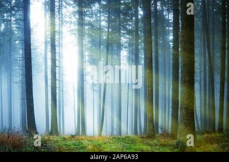 Sun shining through mysterious fog in the green forest with pine trees Stock Photo