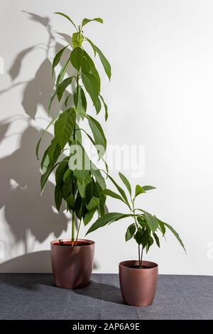 Young avocado sprout with leaves in rose gold pot isolated on grey background Stock Photo