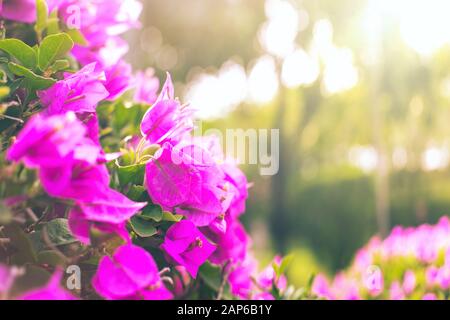 Bright pink fresh tropical flowers at sunny morning . Natural lush greenery background. Exotic tropic garden. Abstract summer backdrop. Stock Photo