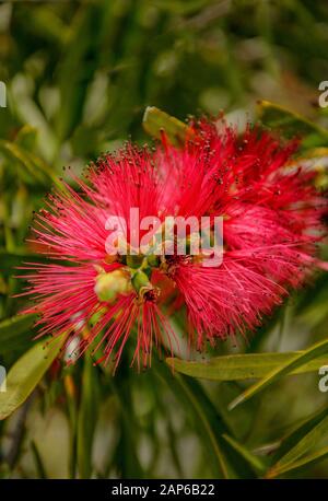 Callistemon is a genus of evergreen shrubs or small trees of the Myrtle family that grow in Australia Stock Photo