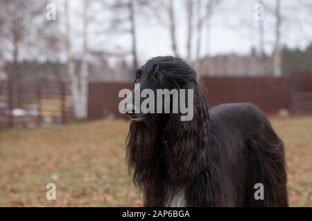 Cute afghan hound is standing in the autumn park. Eastern greyhound or persian greyhound. Pet animals. Purebred dog. Stock Photo