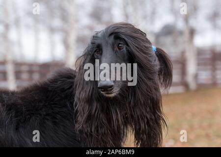 Portrait of cute afghan hound. Eastern greyhound or persian greyhound. Pet animals. Purebred dog. Autumn park. Stock Photo