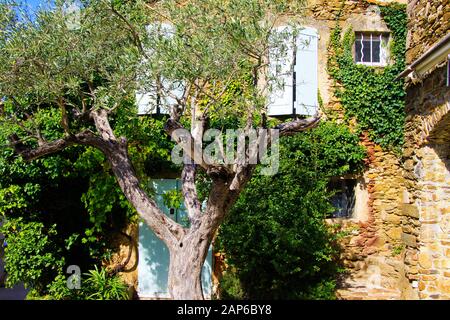 View beyond crown of olive tree on facade of typical French mediterranean stone house covered with ivy with white window shutters in bright natural su Stock Photo