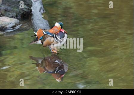 Colourful Mandarin duck - Aix galericulata Stock Photo