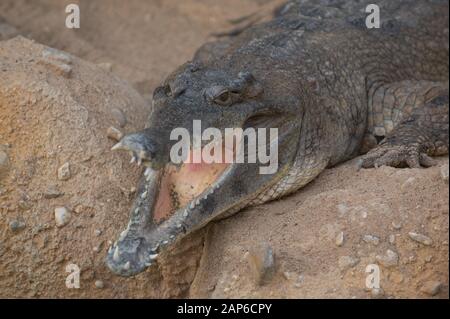 West African slender-snouted crocodile (Mecistops cataphractus) Stock Photo