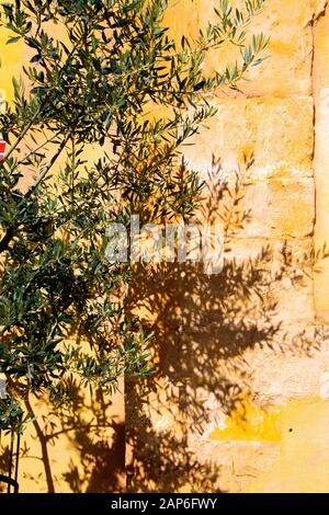 Close up of isolated twigs of olive tree in bright sunshine throwing shadows on yellow stone wall - Provence, France Stock Photo