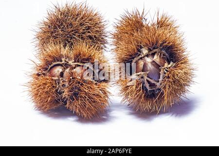 Chestnut burr isolated on white background Stock Photo