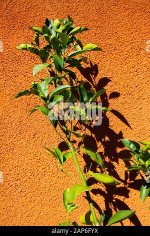 Close up of isolated twig of citrus tree with green leaves in bright sunshine throwing shadows on orange colored stone wall - Provence, France Stock Photo