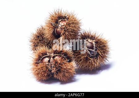 Chestnut burr isolated on white background Stock Photo