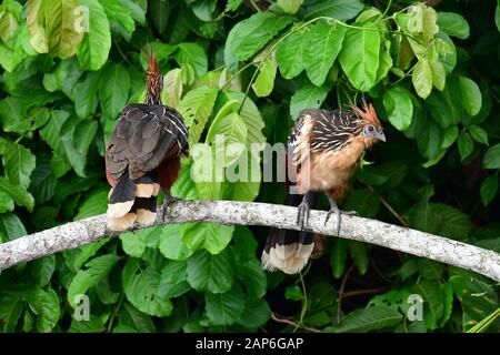 Hoatzin at Lake Sandoval, Tambopata National Reserve, Peru Stock Photo ...